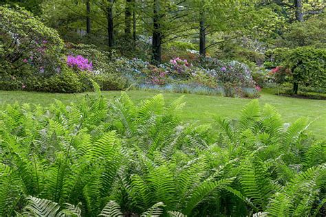 Fern Garden | Better Homes & Gardens