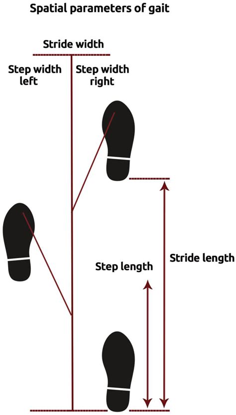 JCM | Free Full-Text | Stride Length Predicts Adverse Clinical Events ...