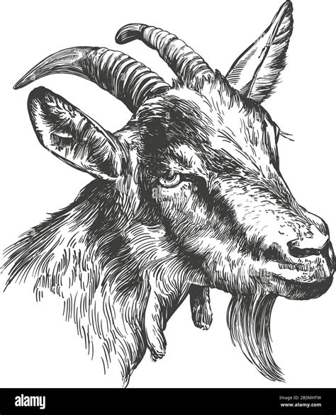 Realistic Goat Drawing