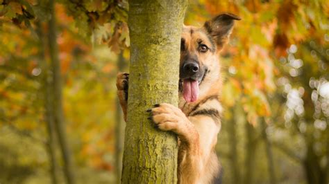 German Shepherd Wallpaper,HD Animals Wallpapers,4k Wallpapers,Images,Backgrounds,Photos and Pictures