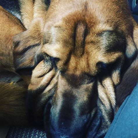 Wrinkles! Sleepy boy.... | Bloodhound, Horses, Dogs