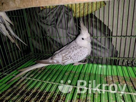 Cockatiel breeding female in Anderkilla | Bikroy