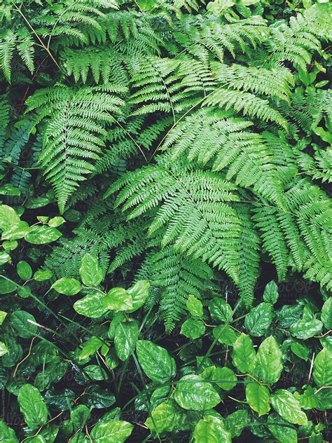 "Various Ferns And Temperate Rainforest Plants" by Stocksy Contributor "Rialto Images" - Stocksy