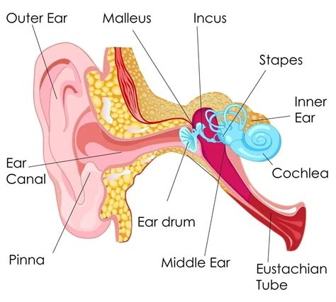 Eustachian Tube Dysfunction | Ear, Nose & Throat Care Center