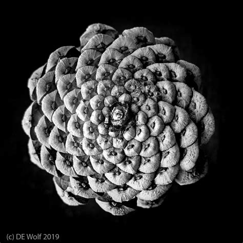 Symmetry in nature #1 – Of pine cones and Fibonacci numbers | Hati and ...