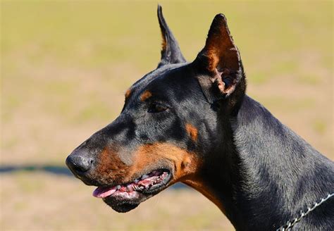 How Much Is Ear Cropping For Doberman