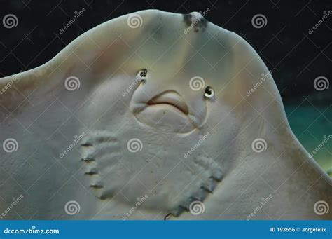 Stingray stock photo. Image of stingray, water, mouth, wild - 193656