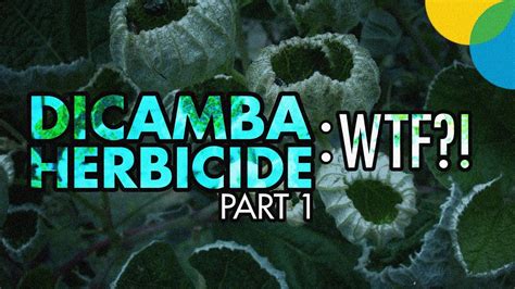 DICAMBA HERBICIDE Part 1: What the heck happened?! - YouTube