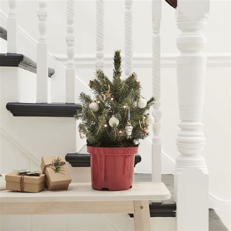 Mini Potted Christmas Tree — Christmas-trees | Patch