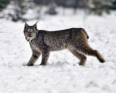 Wild in Pictures: Canada Lynx