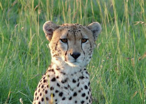 Cheetah in Kenya Photograph by Melodie Jackson - Fine Art America