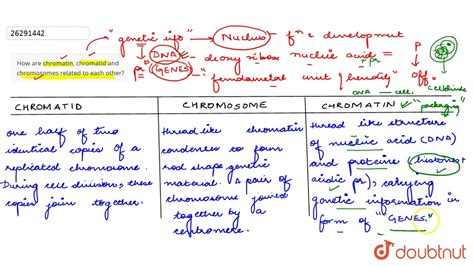 Chromatin And Chromosome Difference | Hot Sex Picture