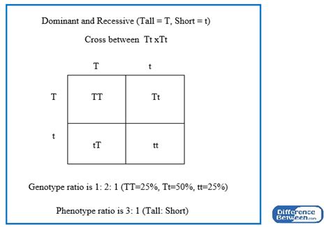 Genotype And Phenotype Ratios