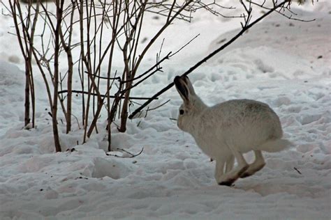 Arctic Hare Food