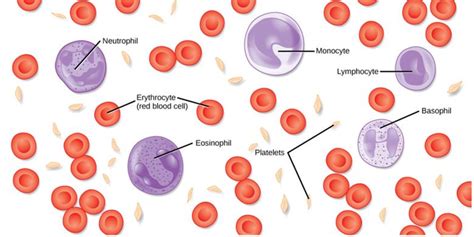 Darah Manusia: Fungsi, Sel, Plasma, dan Jenis Sirkulasinya