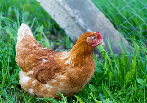 Golden Comet Chicken: What to Know Before Buying One