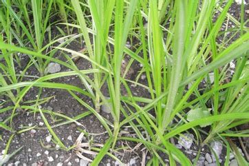 Yellow Nutsedge, Tiger nut Edible Plant