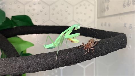 Praying mantis: Time-lapse feeding. - YouTube