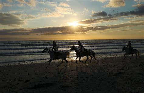 Silhouettes of Horses on the Beach of the Ocean at Sunset Stock Photo ...