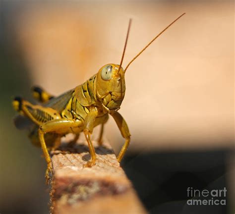 Large Yellow Grasshopper by David Cutts