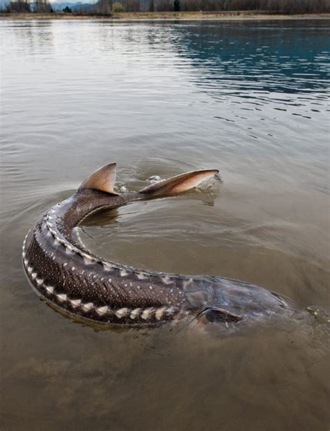 Sturgeon Research Photos - Environmental Sturgeon Stewardship and Research Organization.