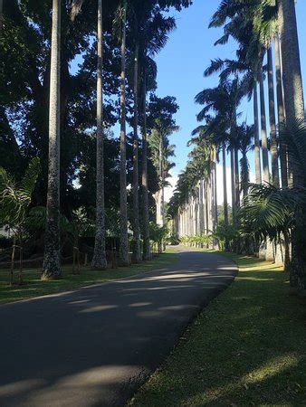 Royal Botanical Gardens (Peradeniya) - 2020 All You Need to Know Before You Go (with Photos ...