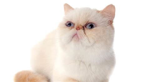 10 Flat-Faced Cat Breeds - Love Your Cat