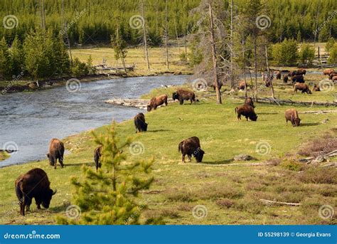 Buffalo Herd Grazing Along the Yellowstone River Stock Image - Image of dangerous, spring: 55298139