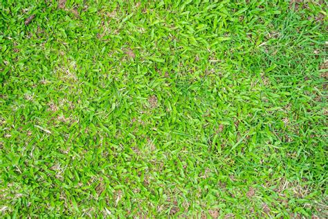 Green grass texture for background. Green lawn pattern and texture ...