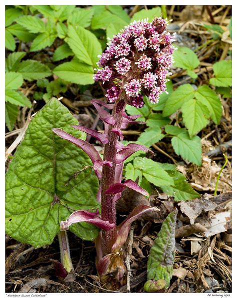 “European Butterbur” | Plants, Native plants, Landscape