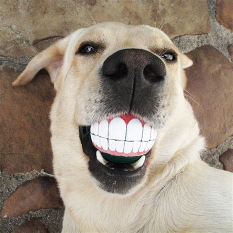 Teeth Ball Is A Very Funny Dog Toy (20 pics)