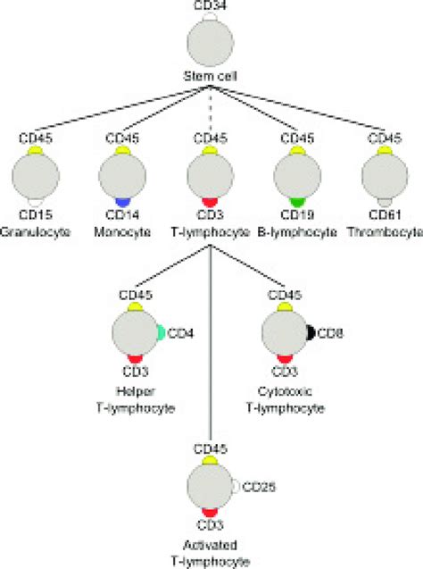 Diagram showing CD markers on various immune cell types. | Download ...