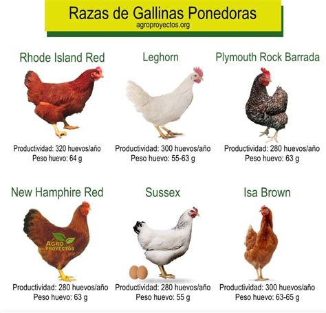 Guía técnica de Gallinas de postura PDF - Agroproyectos | Gallinas ponedoras, Granja de gallinas ...