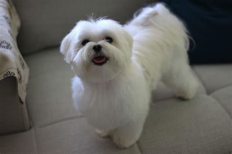 25 Cutest Maltese Haircuts For Your Little Puppy – HairstyleCamp