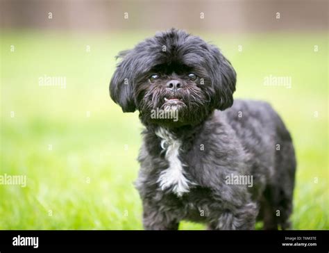 Black Shih Tzu Yorkie Mix