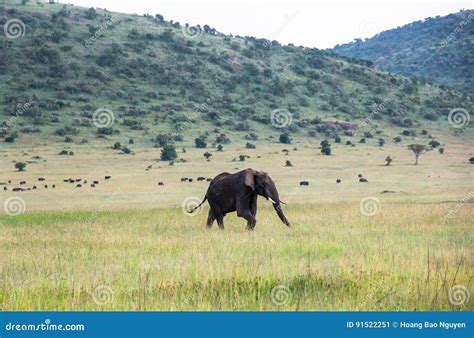 Elephants in Maasai Mara, Kenya Stock Image - Image of bird, chuquisaca: 91522251