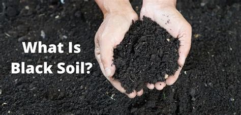 What Is Black Soil? Everything You Need To Know About It