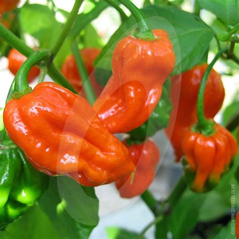 Chilli Pepper Red Trinidad Scorpion Seeds | Quality Seeds from Sow Seeds Ltd