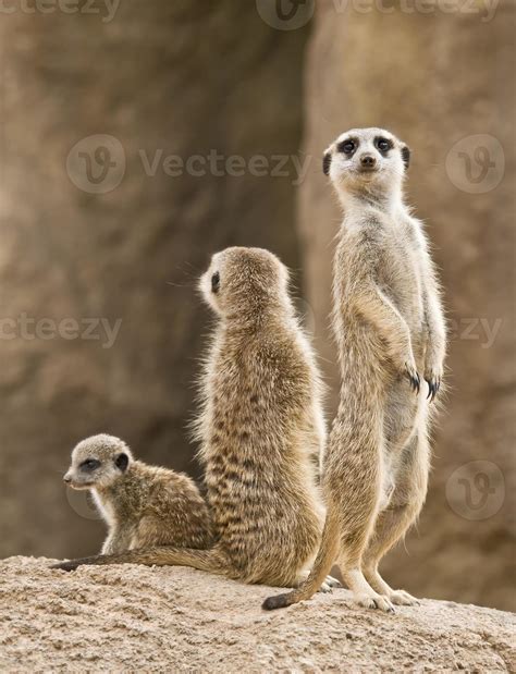 Meerkat Family Wallpapers - Top Free Meerkat Family Backgrounds - WallpaperAccess