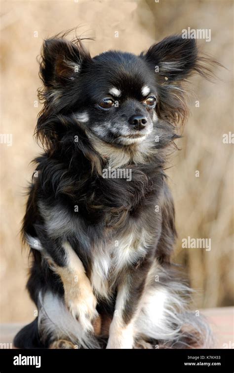 99+ Black And Tan Long Haired Chihuahua Puppies - l2sanpiero