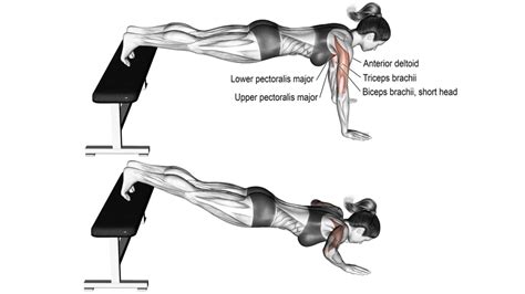 Push-Ups: How-To, Muscle Worked, Benefit, Variations