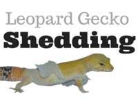 Leopard Gecko Shedding Problems? | LeopardGeckoLand.com