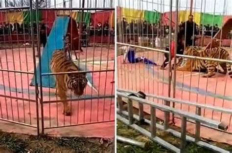 Terrifying moment tiger attacks trainer during circus show in northern China