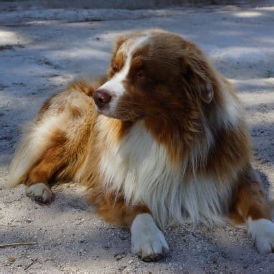 Health Problems With Australian Shepherds – Shepherddogsite