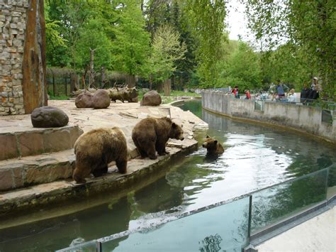 File:Bears in Augsburg Zoo.jpg - Wikimedia Commons