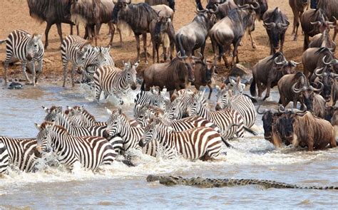 10 Day Great Migration Safari to Serengeti - Dry Season - 🦁JAFRICA - Safari Tours To Africa