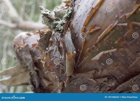 Gumbo Limbo Tree in Tropical Florida with Peeling Bark and Lichen Details Stock Photo - Image of ...