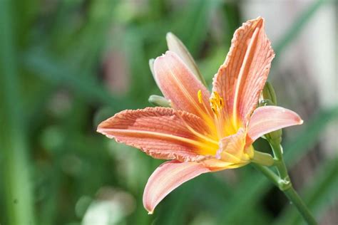 Hemerocallis - care, pruning, watering, repotting