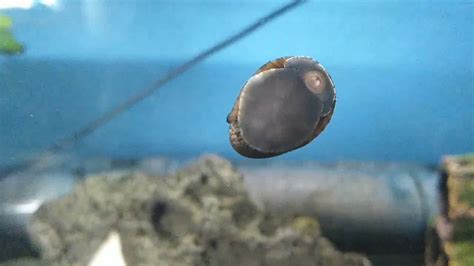 Nerite Snail Basic Care - YouTube