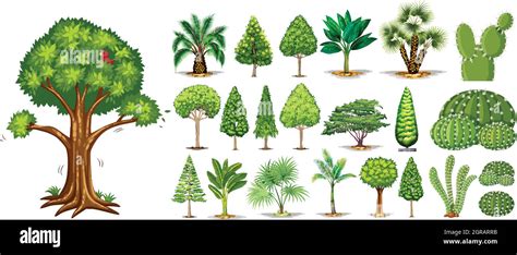 Different types of trees Stock Vector Image & Art - Alamy